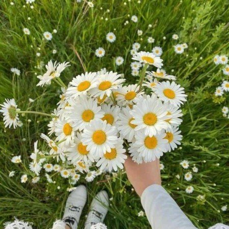 عکس گل بابونه