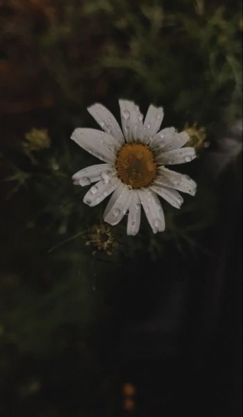 عکس گل بابونه