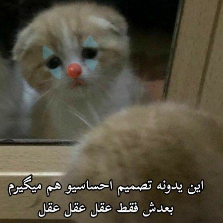  عکس خنده
