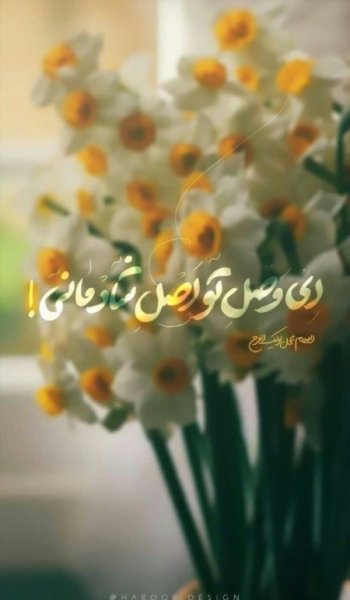  عکس گل نرگس