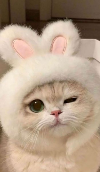  عکس چشم سبز