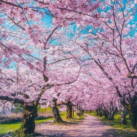  عکس بهار