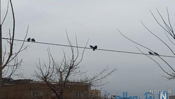  عکس خنده دار دونفره