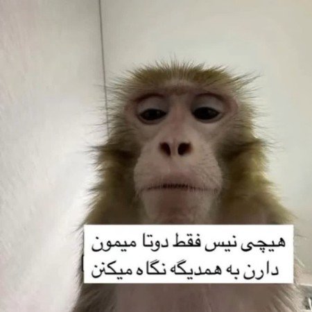  گالری عکس خنده دار