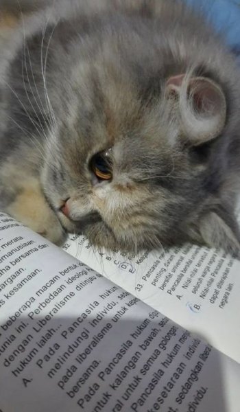  عکس خنده دار حیوانات برای پروفایل