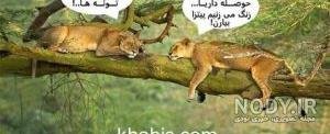 عکس خنده دار حیوانات با متن