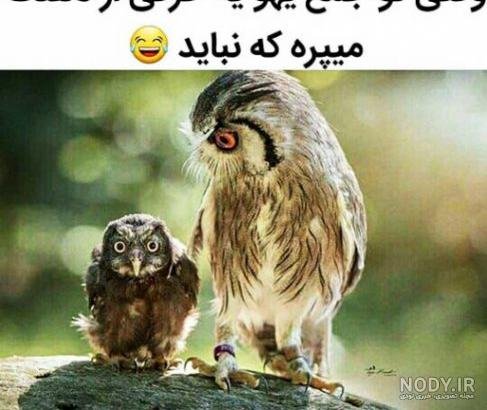  عکس خنده دار حیوانات با متن