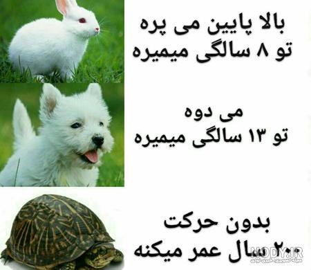  عکس خنده دار حیوانات با متن