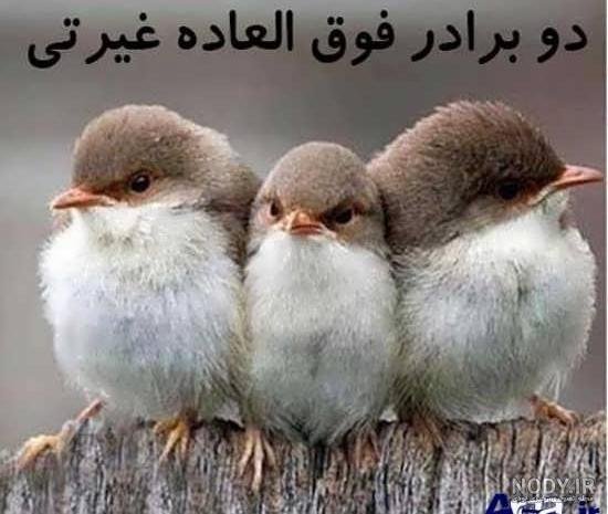  عکس خنده دار حیوانات با متن