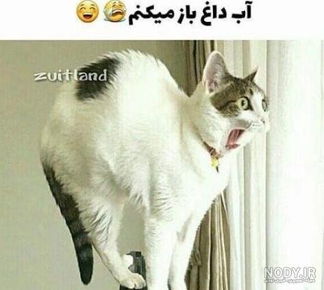 عکس خنده دار حیوانات گربه