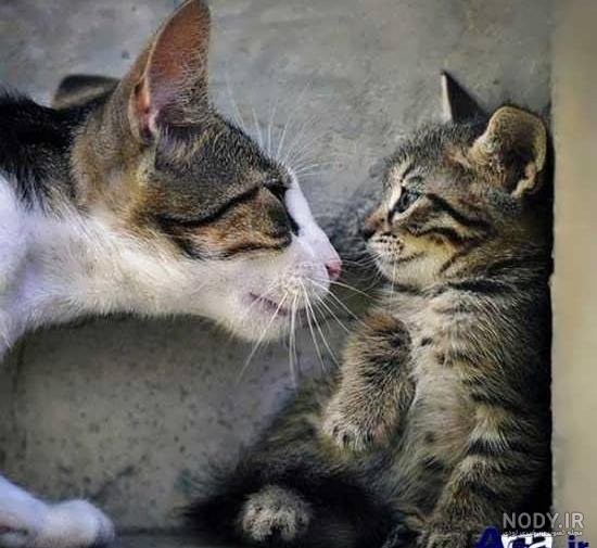  عکس خنده دار حیوانات گربه