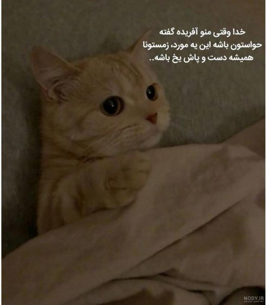  عکس خنده دار حیوانات گربه