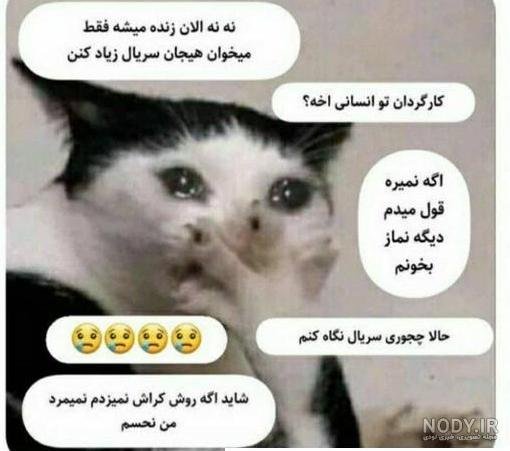  عکس خنده دار حیوانات گربه