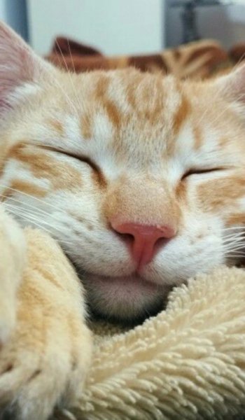  عکس حیوانات اهلی