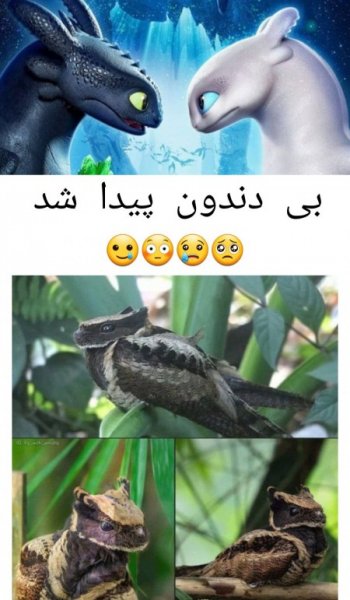  عکس حیوانات اهلی برای کودکان