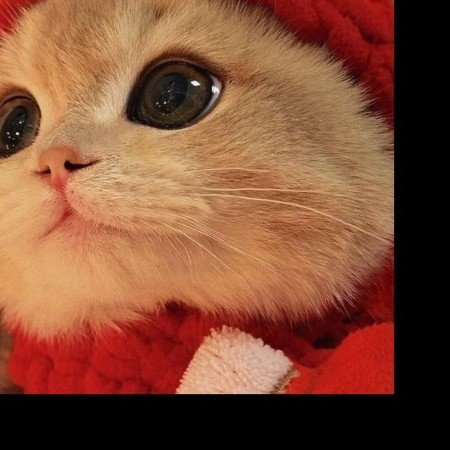  عکس حیوانات اهلی برای کودکان