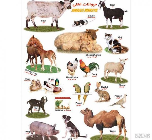 عکس حیوانات اهلی و وحشی برای کودکان