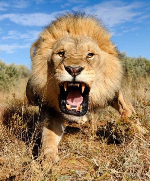 عکس حیوانات اهلی و وحشی برای کودکان