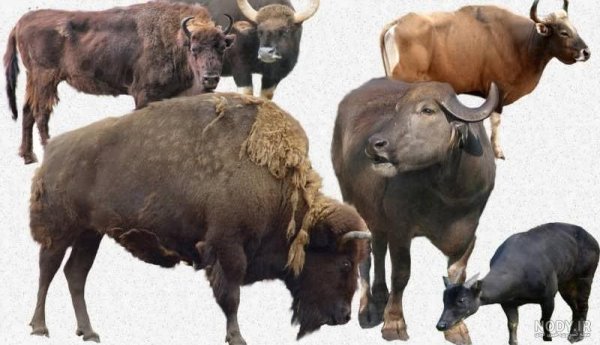 عکس حیوانات اهلی و وحشی برای کودکان