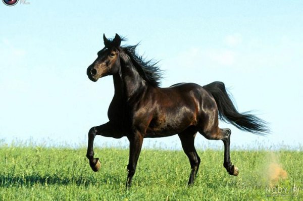  عکس حیوانات وحشی برای کودکان