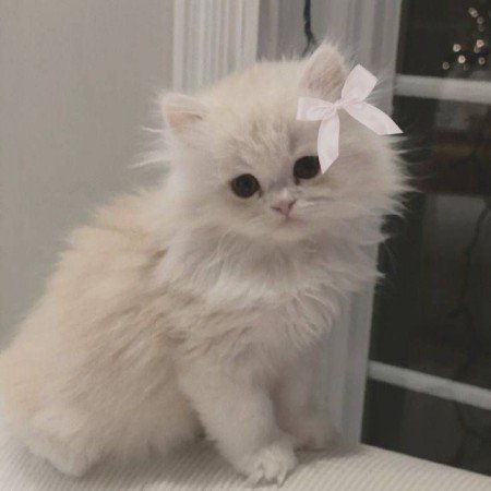  عکس گربه خنده دار برای پروفایل