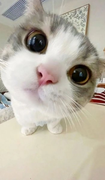 عکس گربه خنده دار جدید