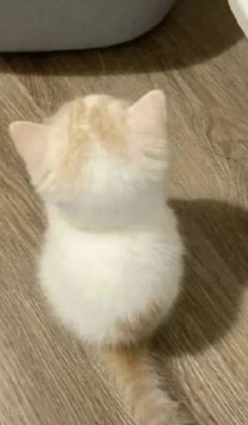 عکس گربه خنده دار جدید