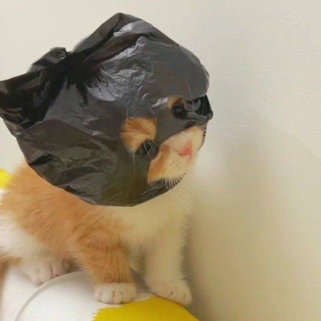 عکس گربه خنده دار جدید