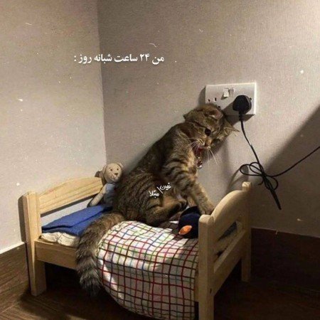 عکس گربه خنده دار جدید