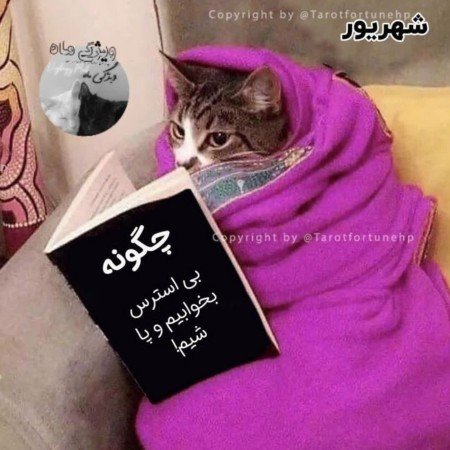 عکس گربه خنده دار جدید