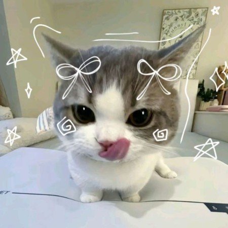 عکس گربه خنده دار جدید