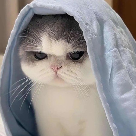 عکس گربه خنده دار جدید