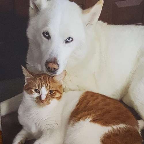 عکس گربه خنده دار جدید