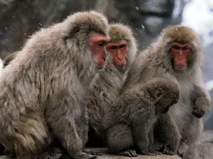  عکس میمون زشت خنده دار