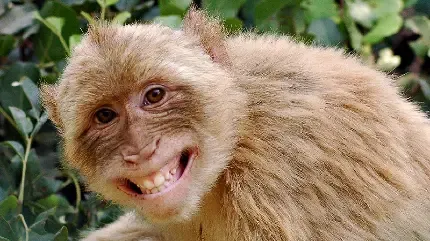  عکس میمون زشت خنده دار
