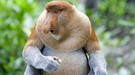  عکس میمون زشت خنده دار