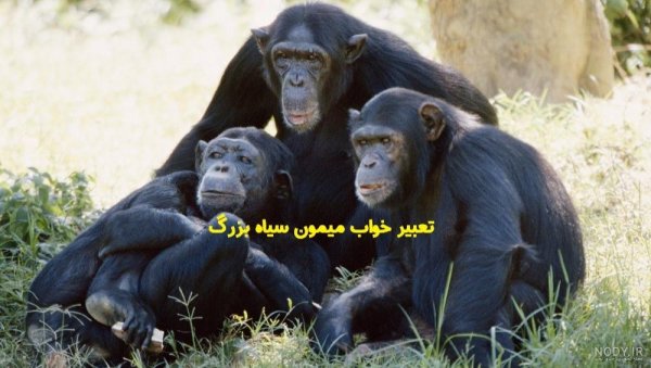  عکس میمون زشت سیاه