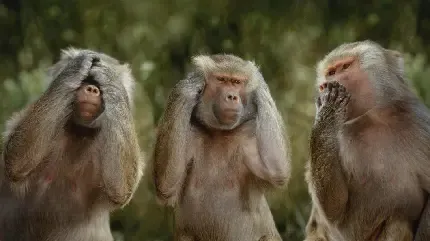  عکس میمون دماغ دراز