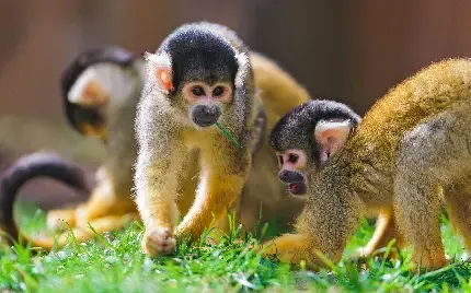  عکس میمون دماغ دراز