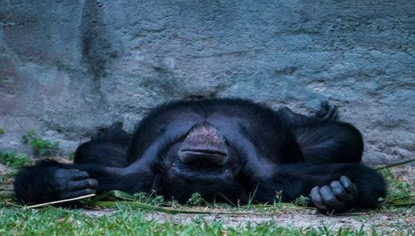  عکس میمون زشت پسرانه
