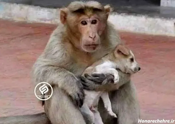  عکس میمون زیبا
