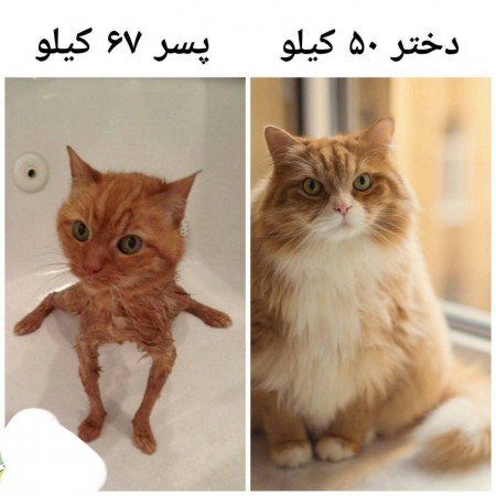  عکس خنده دار برای کانال روبیکا