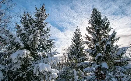 عکس کریسمس زیبا