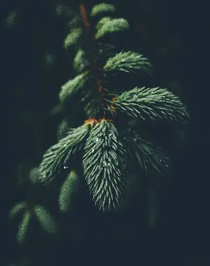  عکس کریسمس پسرانه