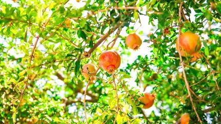  عکس انار نقاشی
