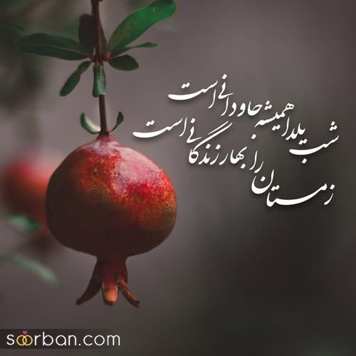  66 عکس یلدایی