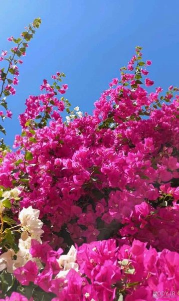  60 عکس چهره