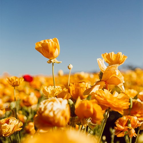  عکس چهره پروفایل