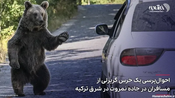  عکس خرس کیوت واقعی