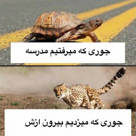  عکس سه خرس کله پوک برای پس زمینه